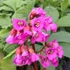 Bergenia cordifolia 'Rotblum' – Szívlevelű bőrlevél