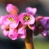 Bergenia cordifolia 'Rotblum' – Szívlevelű bőrlevél