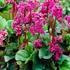 Bergenia cordifolia 'Rotblum' – Szívlevelű bőrlevél