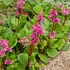 Bergenia cordifolia 'Rotblum' – Szívlevelű bőrlevél