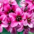 Bergenia 'Dragonfly Sakura' - Bőrlevél
