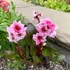 Bergenia 'Dragonfly Sakura' - Bőrlevél