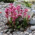 Bergenia 'Dragonfly Sakura' - Bőrlevél