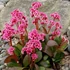 Bergenia 'Dragonfly Sakura' - Bőrlevél