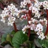 Bergenia 'Jelle' – Bőrlevél