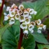 Bergenia 'Jelle' – Bőrlevél