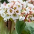 Bergenia 'Jelle' – Bőrlevél