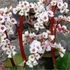 Bergenia 'Jelle' – Bőrlevél