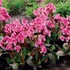 Bergenia 'Pink Dragonfly' – Bőrlevél
