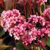 Bergenia 'Pink Dragonfly' – Bőrlevél