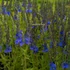 Veronica teucrium 'Azurit' - Gamandor veronika