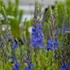 Veronica teucrium 'Azurit' - Gamandor veronika