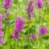 Betonica hirsuta 'Hummelo' (syn.: Stachys monieri) - Nagyvirágú tisztesfű