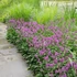 Betonica hirsuta 'Hummelo' (syn.: Stachys monieri) - Nagyvirágú tisztesfű