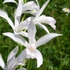 Bletilla striata 'Alba' – Japán orchidea