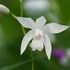 Bletilla striata 'Alba' – Japán orchidea