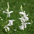 Bletilla striata 'Alba' – Japán orchidea