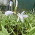 Bletilla striata 'Alba Variegata' – Japán orchidea