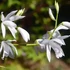 Bletilla striata 'Alba Variegata' – Japán orchidea