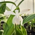 Bletilla striata 'Alba Variegata' – Japán orchidea