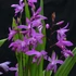 Bletilla striata 'Marcel Klapdrop' – Japán orchidea