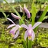 Bletilla striata penway 'Paris' – Japán orchidea