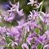 Bletilla striata penway 'Paris' – Japán orchidea
