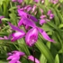 Bletilla striata 'Shi-ran' – Japán orchidea