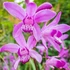 Bletilla striata 'Shi-ran' – Japán orchidea