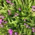 Bletilla striata 'Shi-ran' – Japán orchidea