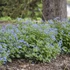 Brunnera macrophylla 'Jack of Diamonds' – Kaukázusi nefelejcs