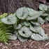 Brunnera macrophylla 'Jack of Diamonds' – Kaukázusi nefelejcs