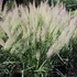 Calamagrostis brachytricha - Koreai nádtippan