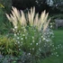 Calamagrostis brachytricha - Koreai nádtippan