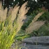 Calamagrostis brachytricha - Koreai nádtippan