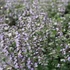 Calamintha nepeta 'Blue Cloud Strain' - Mirigyes pereszlény