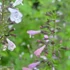 Calamintha nepeta 'Blue Cloud Strain' - Mirigyes pereszlény