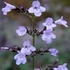 Calamintha nepeta 'Blue Cloud Strain' - Mirigyes pereszlény