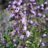 Calamintha nepeta 'Marvelette Blue' – Mirigyes pereszlény