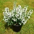 Calamintha nepeta 'Marvelette White' – Mirigyes pereszlény