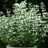 Calamintha nepeta 'Marvelette White' – Mirigyes pereszlény