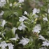 Calamintha nepeta 'Marvelette White' – Mirigyes pereszlény
