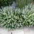 Calamintha nepeta 'Marvelette White' – Mirigyes pereszlény