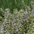 Calamintha nepeta 'Triumphator' – Mirigyes pereszlény