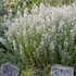 Calamintha nepeta 'Triumphator' – Mirigyes pereszlény