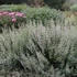 Calamintha nepeta 'Triumphator' – Mirigyes pereszlény