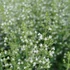 Calamintha nepeta 'Triumphator' – Mirigyes pereszlény