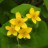 Caltha palustris - Mocsári gólyahír