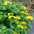 Caltha palustris - Mocsári gólyahír