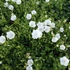 Campanula carpatica 'White Uniform' – Kárpáti harangvirág